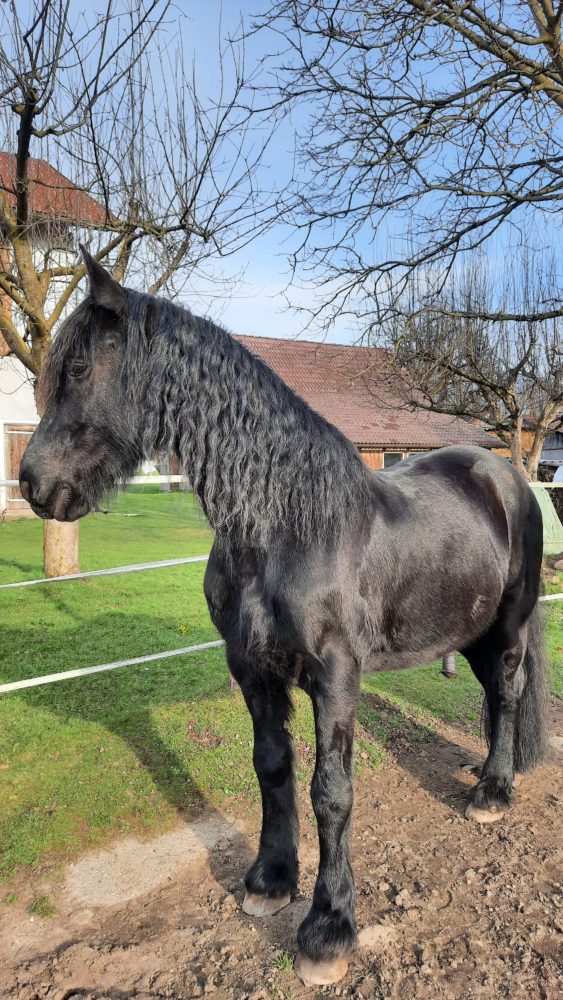 Lockiges Haar